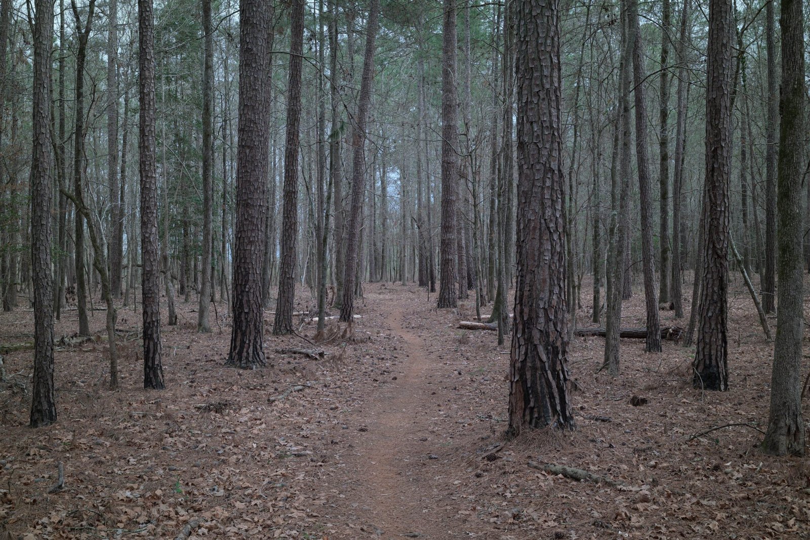 Nature trail near Harvest, AL