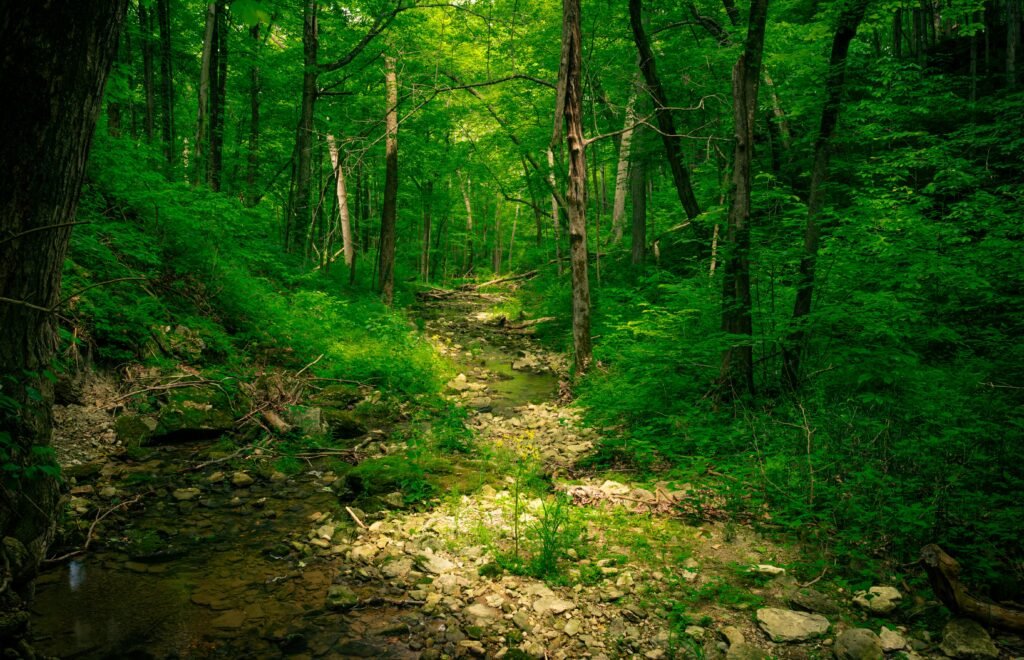 Wooded Creek Near Turkey Creek Nature Preserve, Pinson AL